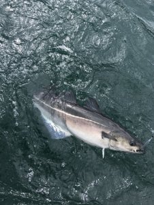 IMG_8875 Kopie.jpg IMG_8875 Kopie.jpg