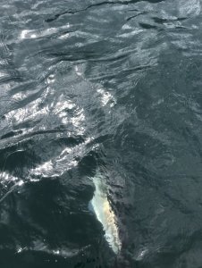 IMG_8878 Kopie.jpg IMG_8878 Kopie.jpg