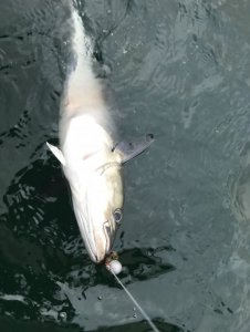 IMG_8900 Kopie.jpg IMG_8900 Kopie.jpg