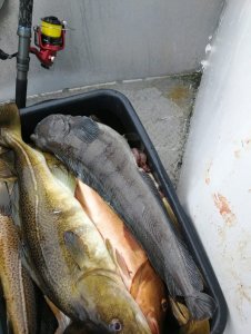 TMDS8944.JPG TMDS8944.JPG