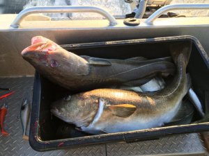 IMG_3132.JPG IMG_3132.JPG