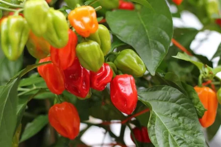 habaneros.webp