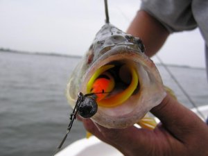 oct 14 bodden 001.jpg