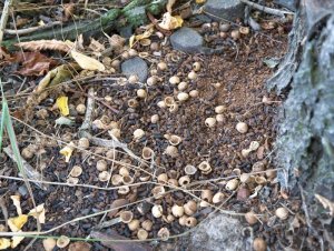 P1000701a.jpg P1000701a.jpg