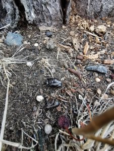 IMG_20200804_140534.jpg IMG_20200804_140534.jpg