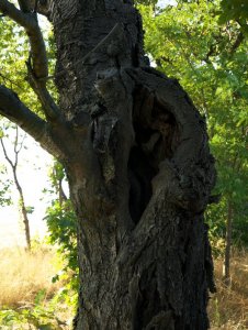 P1000694a.jpg P1000694a.jpg