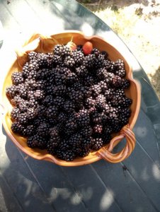 IMG_20200812_122750.jpg