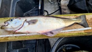 20200812_202037.jpg 20200812_202037.jpg