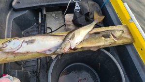 20200812_202126.jpg 20200812_202126.jpg