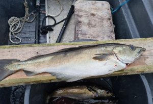 20200813_210152_resized.jpg 20200813_210152_resized.jpg