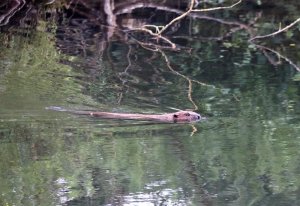 Bieber2.jpg Bieber2.jpg