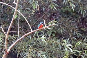 Eisvogel-2.jpg Eisvogel-2.jpg