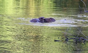 zwei Bieber-1.jpg zwei Bieber-1.jpg