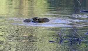 zwei Bieber-2.jpg zwei Bieber-2.jpg