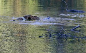 zwei Bieber-3.jpg zwei Bieber-3.jpg