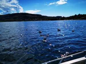 IMG_20200807_145537.jpg IMG_20200807_145537.jpg