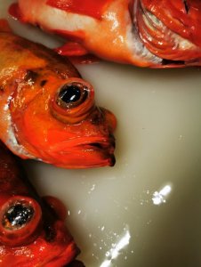 IMG_20200805_225407.jpg IMG_20200805_225407.jpg