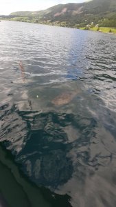 20200727_173223.jpg 20200727_173223.jpg