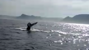 1598290137144.png 1598290137144.png