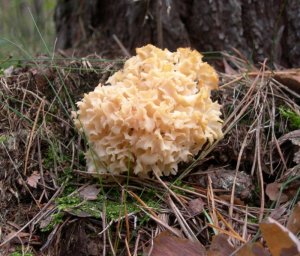 Krause-Glucke.jpg Krause-Glucke.jpg