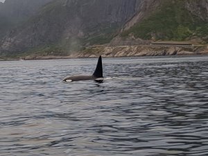 Orca Vestfjord 1.jpg