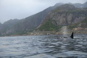 Orca Vestfjord 2.JPG