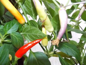 Chili Juni 2015 008.JPG