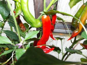 Chili 16.08.15 017.JPG