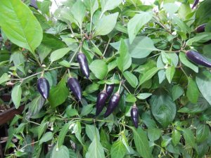 Chili 090915 006.JPG