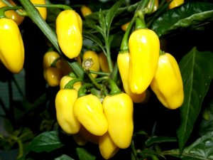 Chili 270817 019.JPG