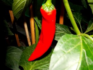 Chili 270817 027.JPG