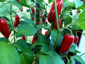 Chili 100917 011.JPG