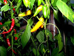 DAM Dura FD 020.JPG DAM Dura FD 020.JPG