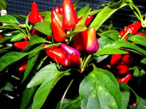 DAM Dura FD 021.JPG DAM Dura FD 021.JPG