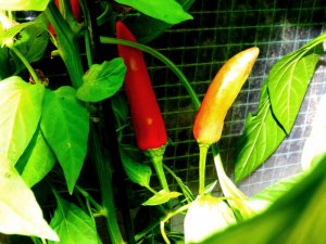 DAM Dura FD 023.JPG DAM Dura FD 023.JPG