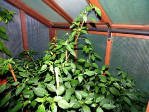 DAM Dura FD 027.JPG DAM Dura FD 027.JPG