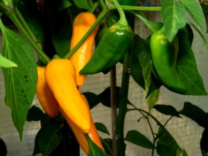 diverses 130920 009.JPG