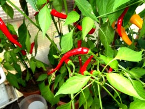 diverses 130920 010.JPG