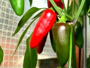 diverses 130920 011.JPG