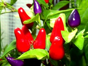 diverses 130920 012.JPG