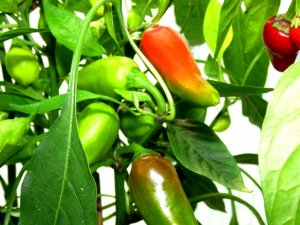 diverses 130920 013.JPG