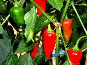 diverses 130920 021.JPG