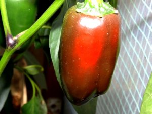 diverses 130920 022.JPG