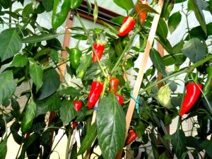 diverses 130920 024.JPG