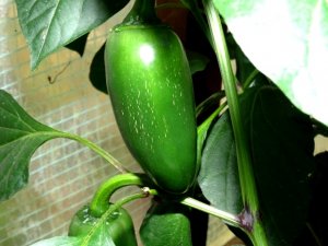 diverses 130920 025.JPG