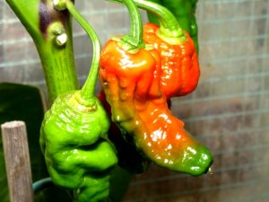 diverses 130920 007.JPG