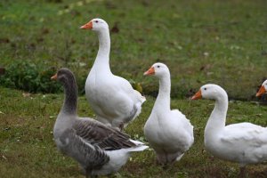 DSC_1010 - Kopie.JPG