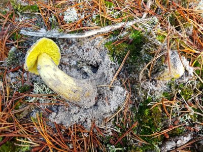 20201018_114620.jpg 20201018_114620.jpg