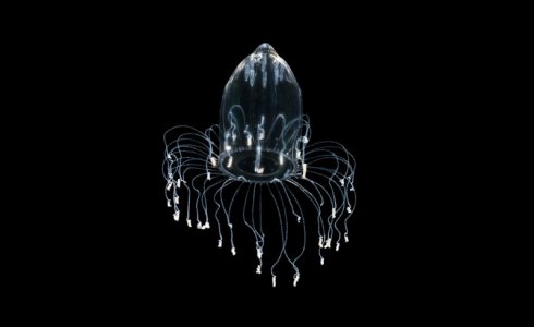 20201022_jellyfish_00035_mod.jpg