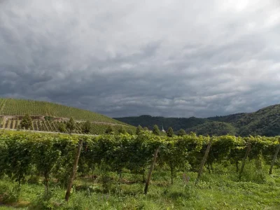 Mosel 3 029.webp